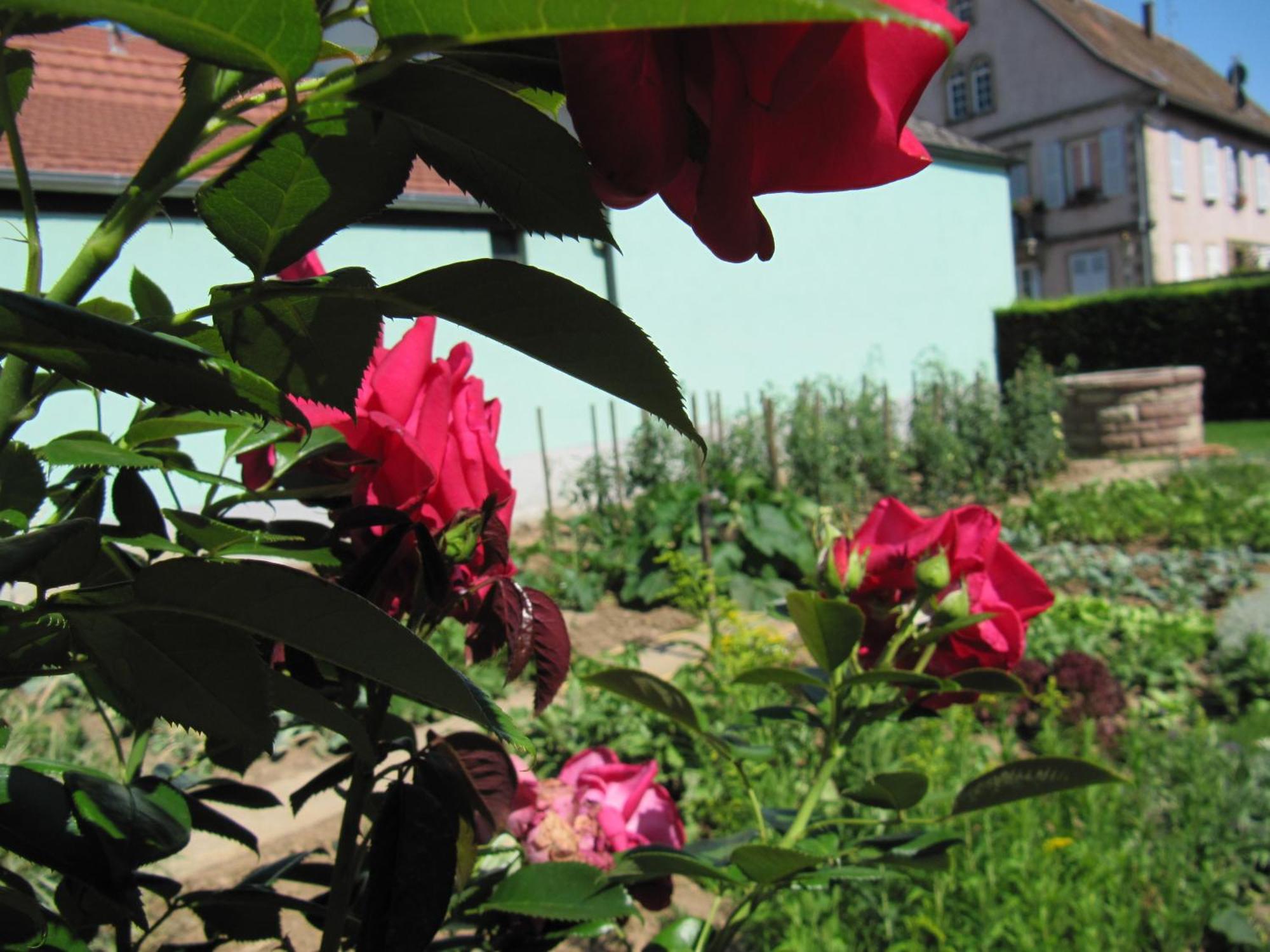La Ferme De Louise Bed and Breakfast Hohengoeft Buitenkant foto